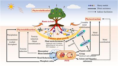 Frontiers | Phosphorus Solubilizing Microorganisms: Potential Promoters ...